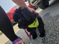 Herbie, a male Poodle - Toy  for sale in Worcester, MA – 2 of 10