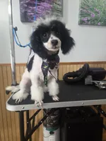 Stacey, a female Poodle - Toy  for sale in Worcester, MA – 8 of 8