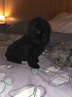 Herbie, a male Poodle - Toy  for sale in Worcester, MA – 9 of 10