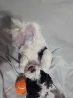 Stacey, a female Poodle - Toy  for sale in Worcester, MA – 6 of 7