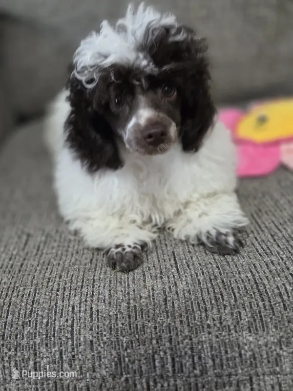 Dixie – Poodle - Toy  puppy for sale in Worcester, MA