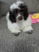 Dixie, a female Poodle - Toy  for sale in Worcester, MA – 4 of 10