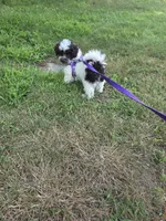 Dixie, a female Poodle - Toy  for sale in Worcester, MA – 7 of 7