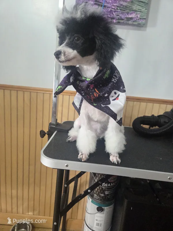 Stacey – Poodle - Toy  puppy for sale in Worcester, MA