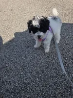 Stacey, a female Poodle - Toy  for sale in Worcester, MA – 3 of 10