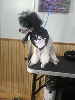 Stacey, a female Poodle - Toy  for sale in Worcester, MA – 6 of 8