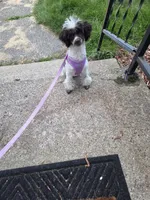 Dixie, a female Poodle - Toy  for sale in Worcester, MA – 2 of 3
