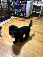 Herbie, a male Poodle - Toy  for sale in Worcester, MA – 1 of 10