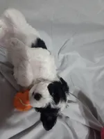 Stacey, a female Poodle - Toy  for sale in Worcester, MA – 3 of 7