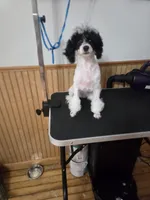 Stacey, a female Poodle - Toy  for sale in Worcester, MA – 3 of 10