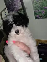 Stacey, a female Poodle - Toy  for sale in Worcester, MA – 5 of 10