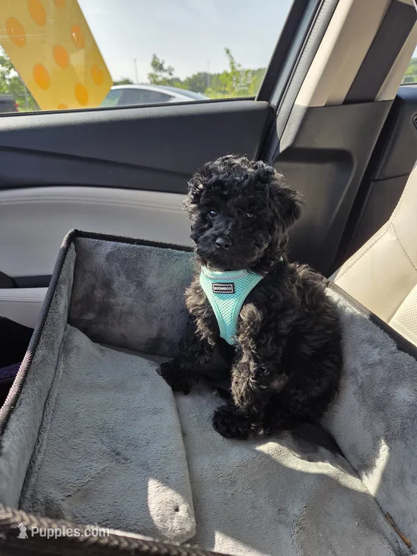Harley – Poodle - Toy  puppy for sale in Worcester, MA