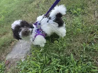 Dixie, a female Poodle - Toy  for sale in Worcester, MA – 6 of 7