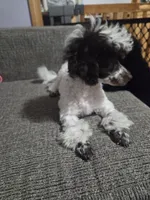 Dixie, a female Poodle - Toy  for sale in Worcester, MA – 3 of 10
