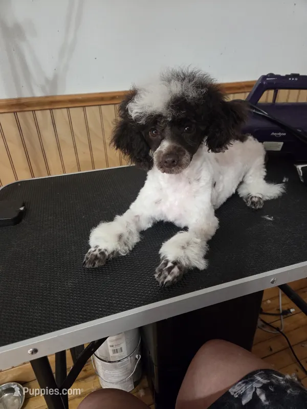 Dixie – Poodle - Toy  puppy for sale in Worcester, MA