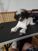 Dixie, a female Poodle - Toy  for sale in Worcester, MA – 1 of 10