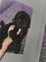 Harley, a male Poodle - Toy  for sale in Worcester, MA – 4 of 5