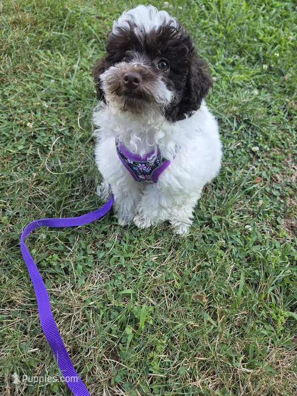 Dixie – Poodle - Toy  puppy for sale in Worcester, MA