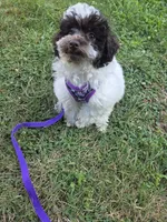 Dixie, a female Poodle - Toy  for sale in Worcester, MA – 1 of 7