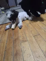 Stacey, a female Poodle - Toy  for sale in Worcester, MA – 2 of 10