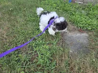 Dixie, a female Poodle - Toy  for sale in Worcester, MA – 3 of 7