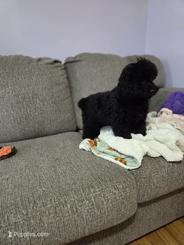 Herbie – Poodle - Toy  puppy for sale in Worcester, MA