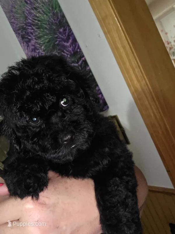 Herbie – Poodle - Toy  puppy for sale in Worcester, MA