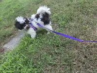 Dixie, a female Poodle - Toy  for sale in Worcester, MA – 4 of 7