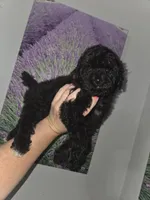 Harley, a male Poodle - Toy  for sale in Worcester, MA – 2 of 5