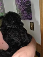 Harley, a male Poodle - Toy  for sale in Worcester, MA – 3 of 5