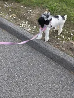 Stacey, a female Poodle - Toy  for sale in Worcester, MA – 3 of 8
