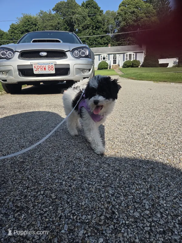 Stacey – Poodle - Toy  puppy for sale in Worcester, MA