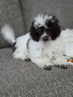 Dixie, a female Poodle - Toy  for sale in Worcester, MA – 6 of 10