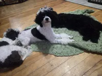 Stacey, a female Poodle - Toy  for sale in Worcester, MA – 4 of 10