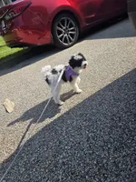 Stacey, a female Poodle - Toy  for sale in Worcester, MA – 4 of 10