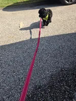 Herbie, a male Poodle - Toy  for sale in Worcester, MA – 4 of 10