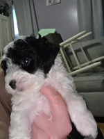 Stacey, a female Poodle - Toy  for sale in Worcester, MA – 2 of 7