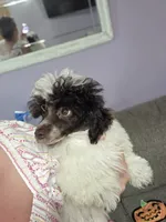 Dixie, a female Poodle - Toy  for sale in Worcester, MA – 5 of 10