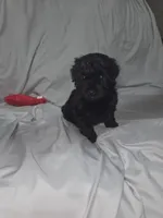 Herbie, a male Poodle - Toy  for sale in Worcester, MA – 6 of 6