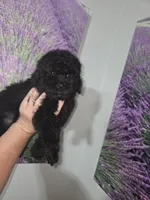 Herbie, a male Poodle - Toy  for sale in Worcester, MA – 7 of 10