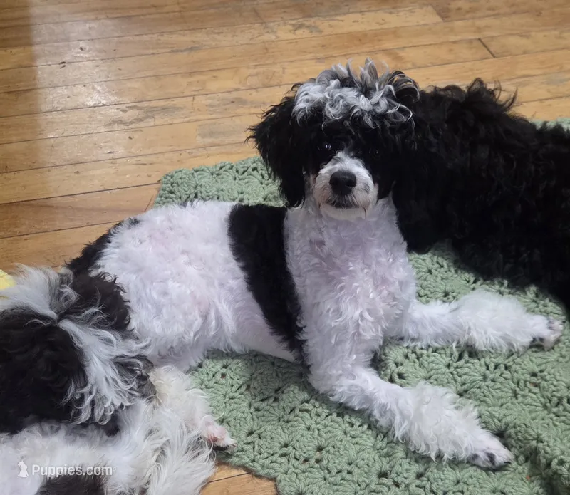 Stacey – Poodle - Toy  puppy for sale in Worcester, MA