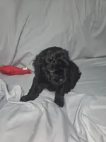 Herbie, a male Poodle - Toy  for sale in Worcester, MA – 4 of 6