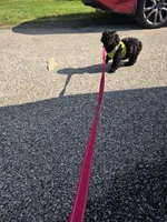 Herbie, a male Poodle - Toy  for sale in Worcester, MA – 3 of 10