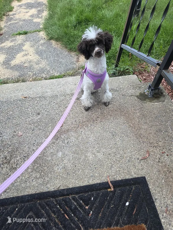 Dixie – Poodle - Toy  puppy for sale in Worcester, MA