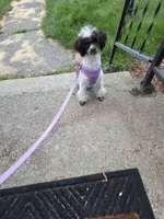 Dixie, a female Poodle - Toy  for sale in Worcester, MA – 1 of 3