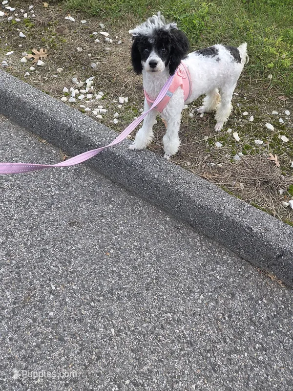 Stacey – Poodle - Toy  puppy for sale in Worcester, MA