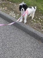 Stacey, a female Poodle - Toy  for sale in Worcester, MA – 1 of 8