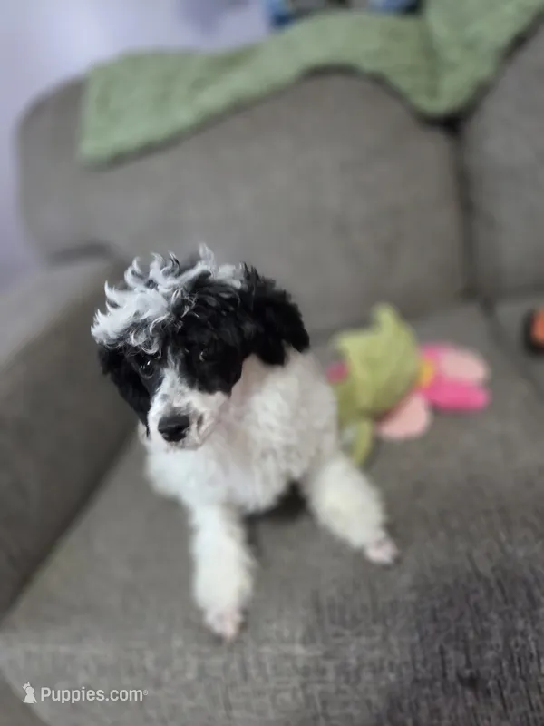 Stacey – Poodle - Toy  puppy for sale in Worcester, MA