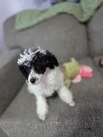 Stacey, a female Poodle - Toy  for sale in Worcester, MA – 5 of 10