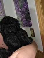Harley, a male Poodle - Toy  for sale in Worcester, MA – 1 of 5